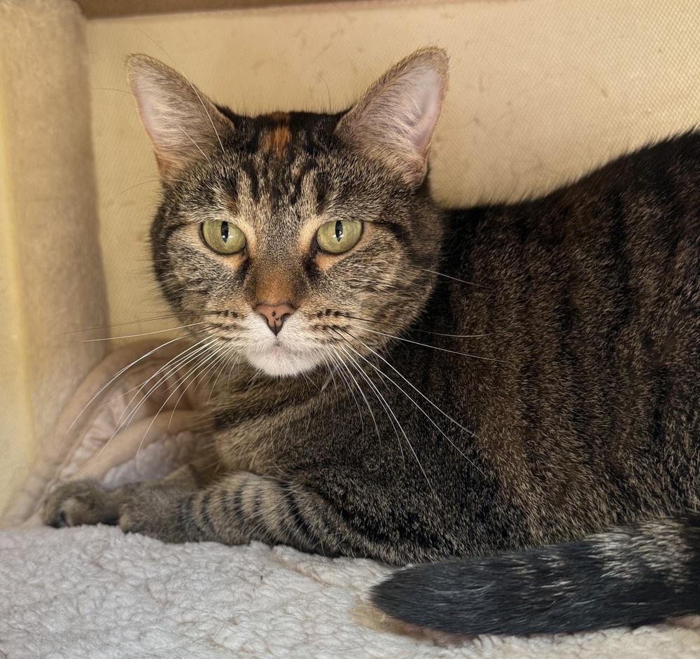 Enlarge AC Covie AKA Dot, a Adoptable Tabby in Fremont, NE image 5/5