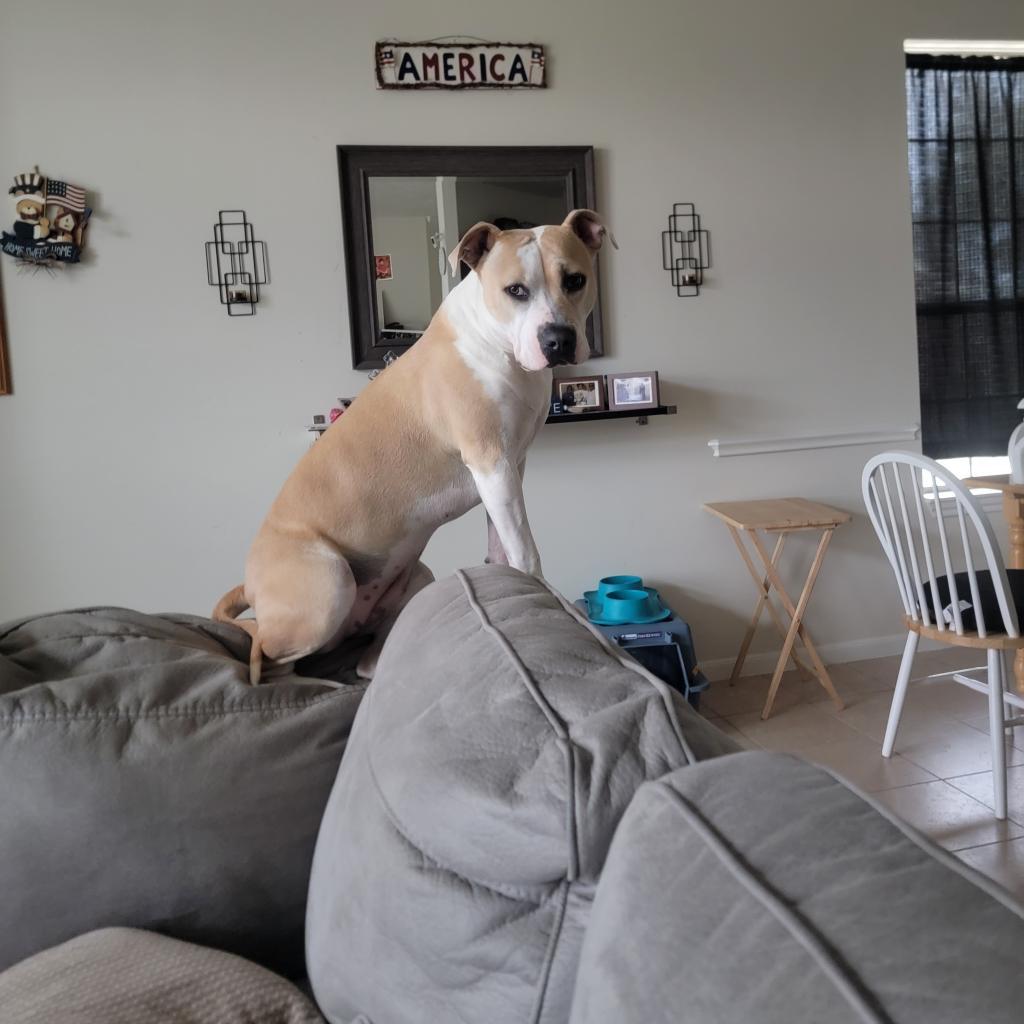 Enlarge Roxie, a Adoptable mixed breed in Houston, TX image 1/6