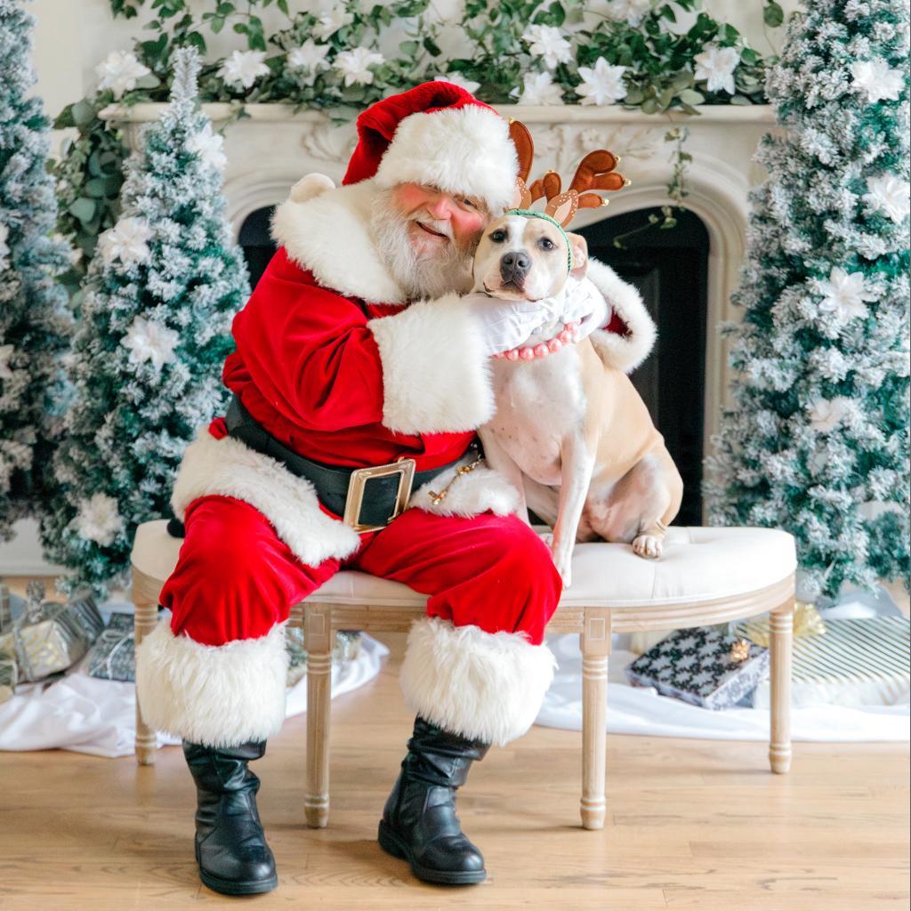 Enlarge Roxie, a Adoptable mixed breed in Houston, TX image 2/6