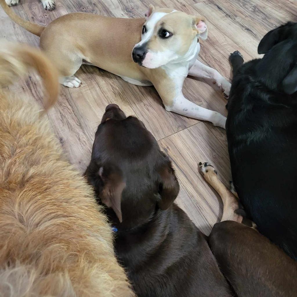 Enlarge Roxie, a Adoptable mixed breed in Houston, TX image 3/6