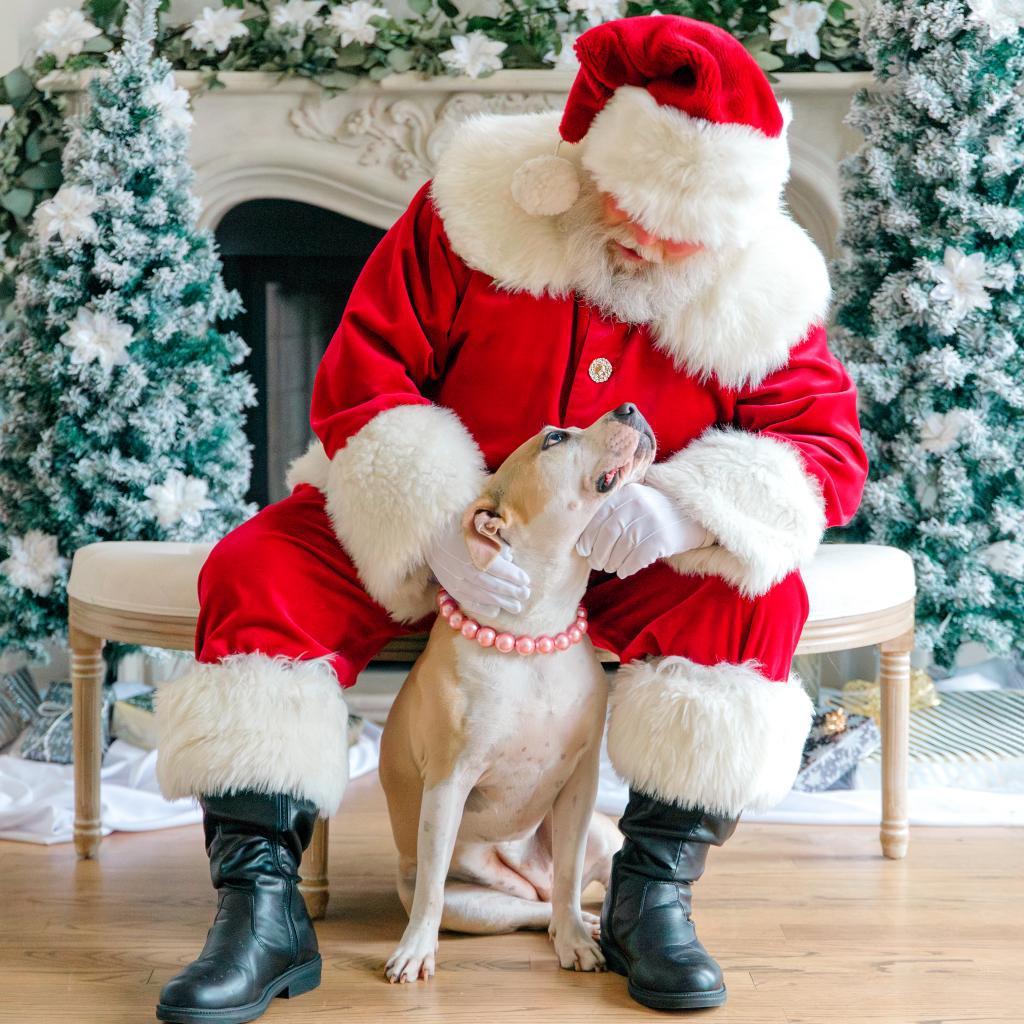 Enlarge Roxie, a Adoptable mixed breed in Houston, TX image 4/6