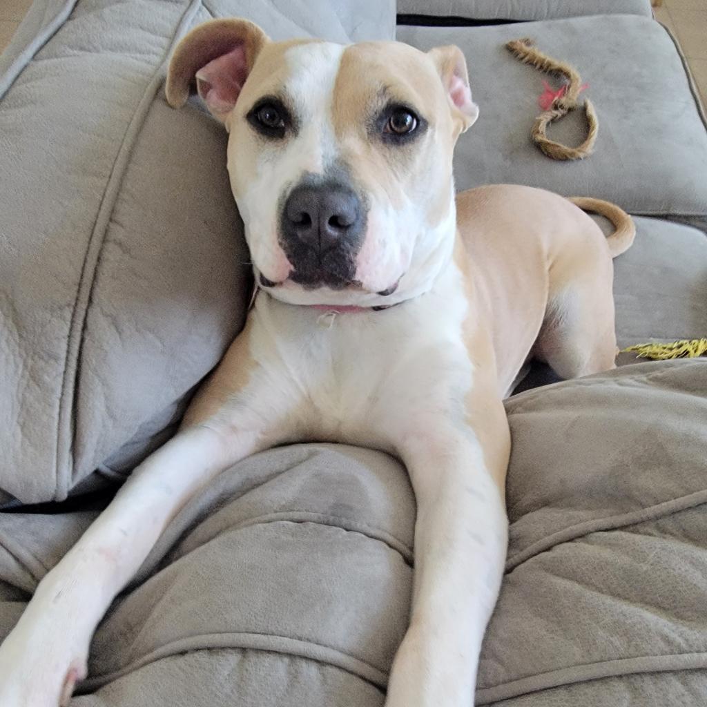 Enlarge Roxie, a Adoptable mixed breed in Houston, TX image 5/6