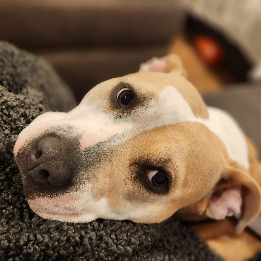 Enlarge Roxie, a Adoptable mixed breed in Houston, TX image 6/6