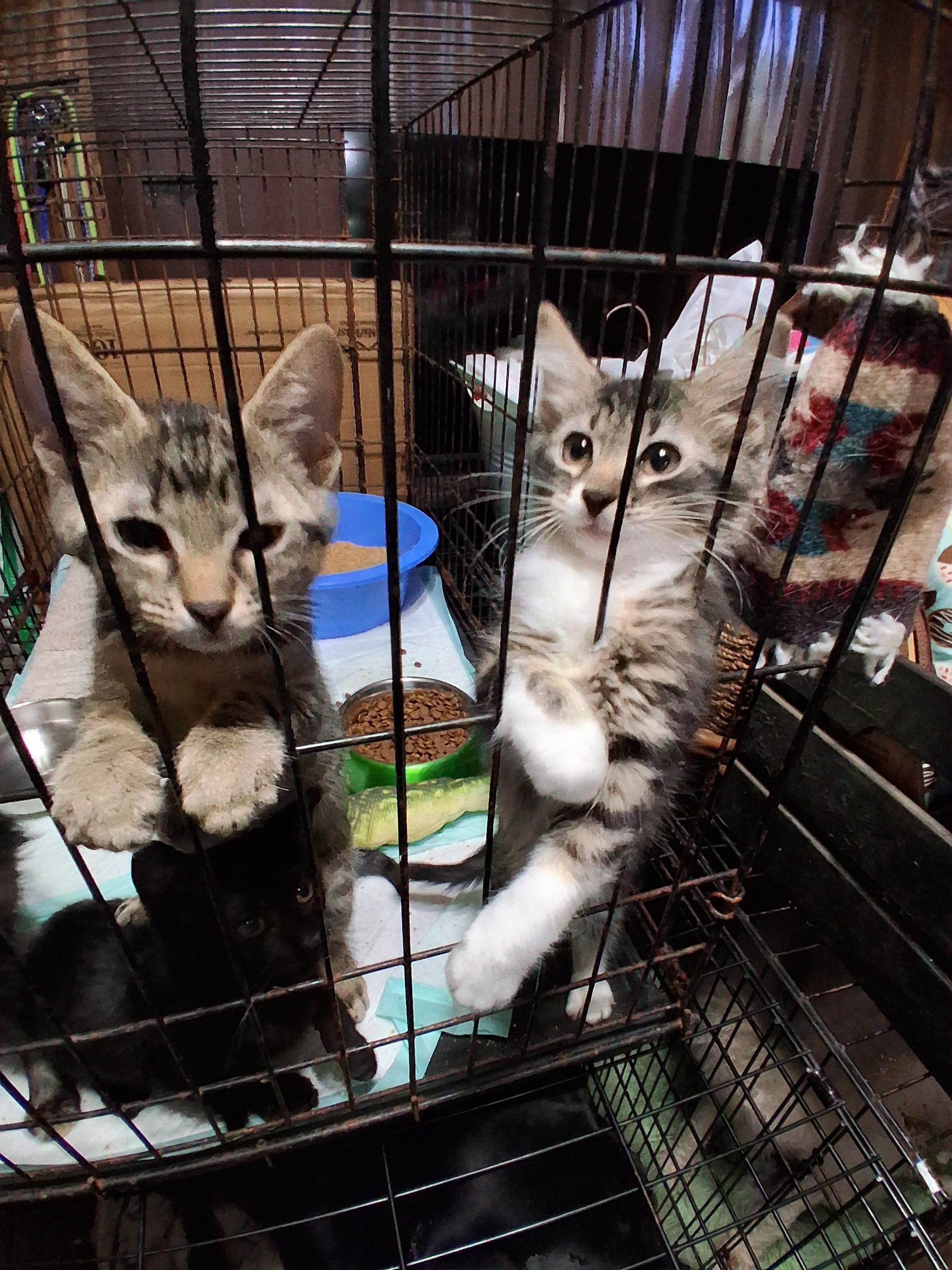 Enlarge Smiling kitty, an adopted Domestic Medium Hair in Memphis, TN image 3/3