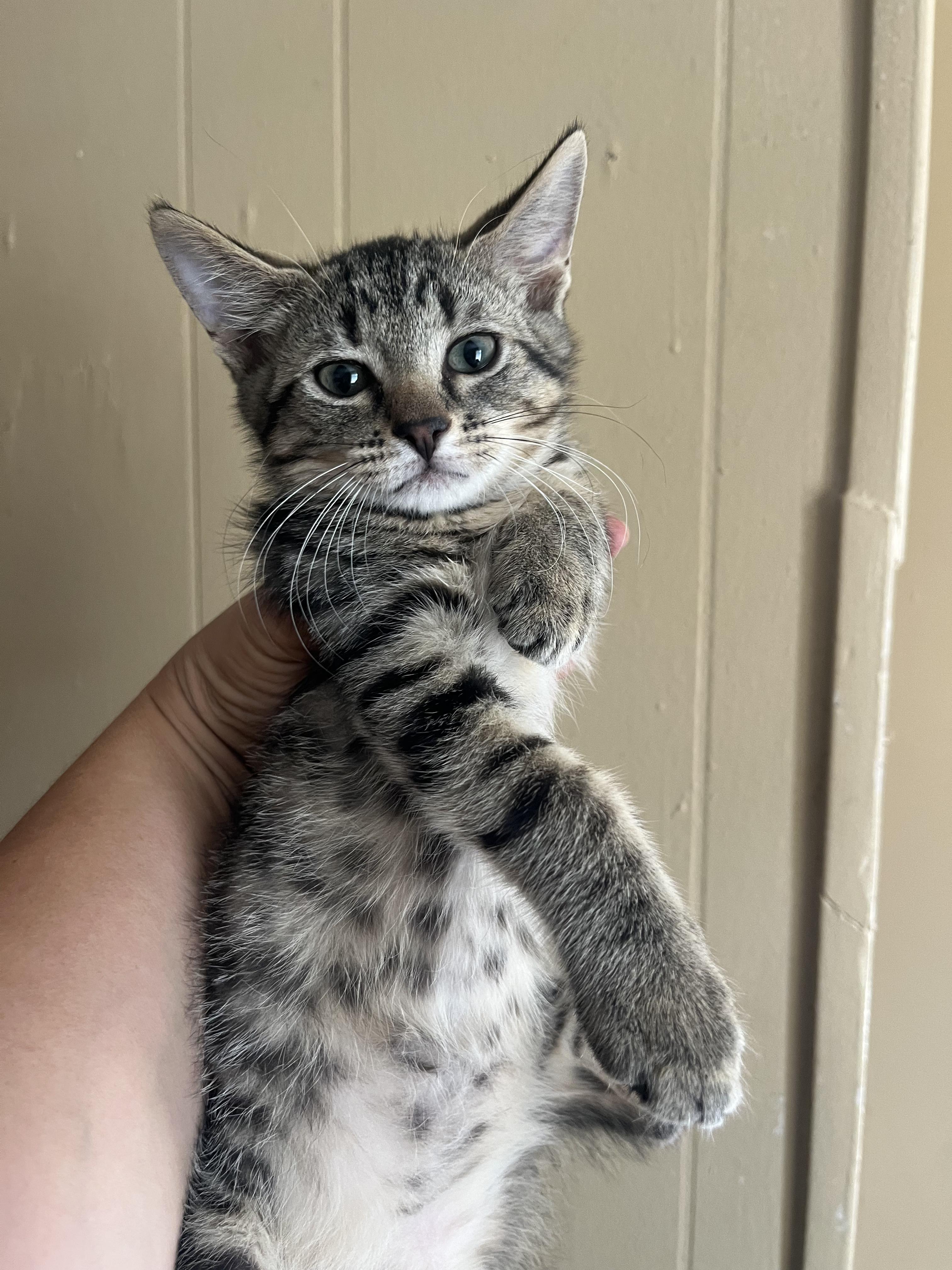 Smiling kitty, adopted, Kitten Male Domestic Medium Hair.