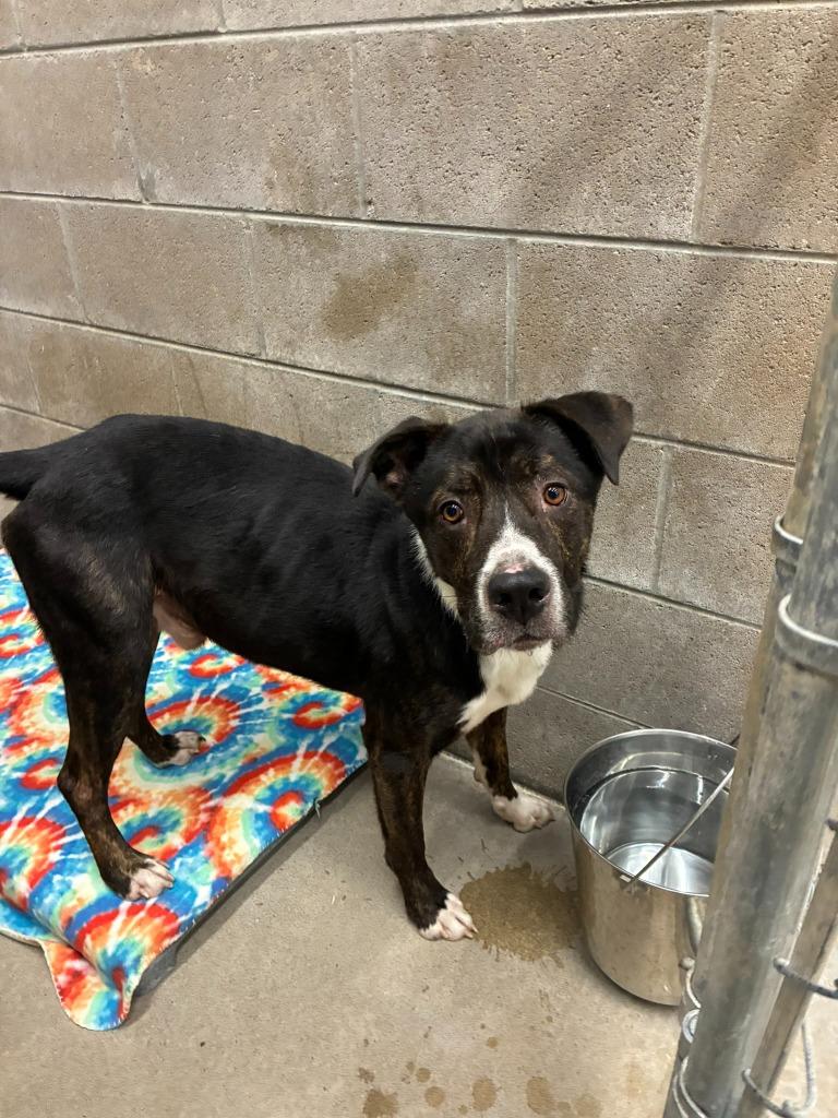 Apollo, Adoptable, Adult Male Mixed Breed.