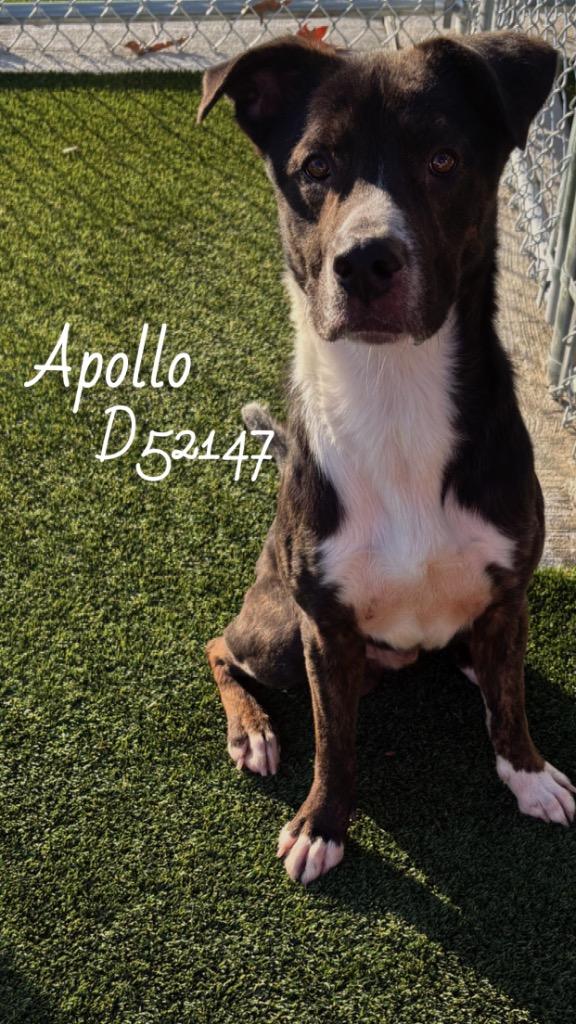 Enlarge Apollo, a Adoptable Mixed Breed in Clarksville, TN image 2/2