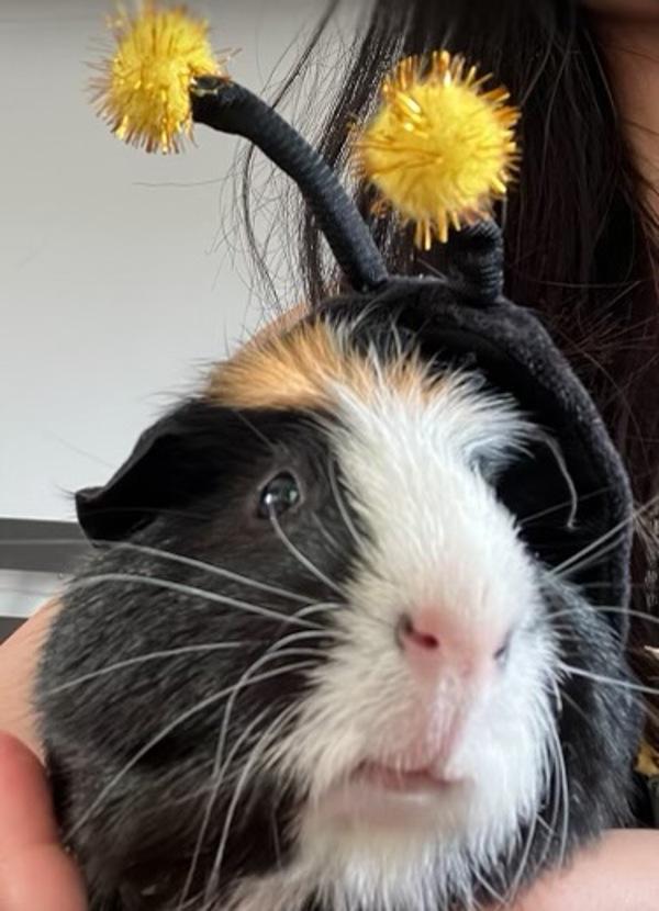 Soup, Adoptable, Adult Male Guinea Pig.