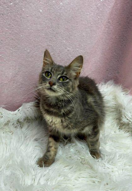 Julie, Adoptable, Adult Female Domestic Medium Hair.