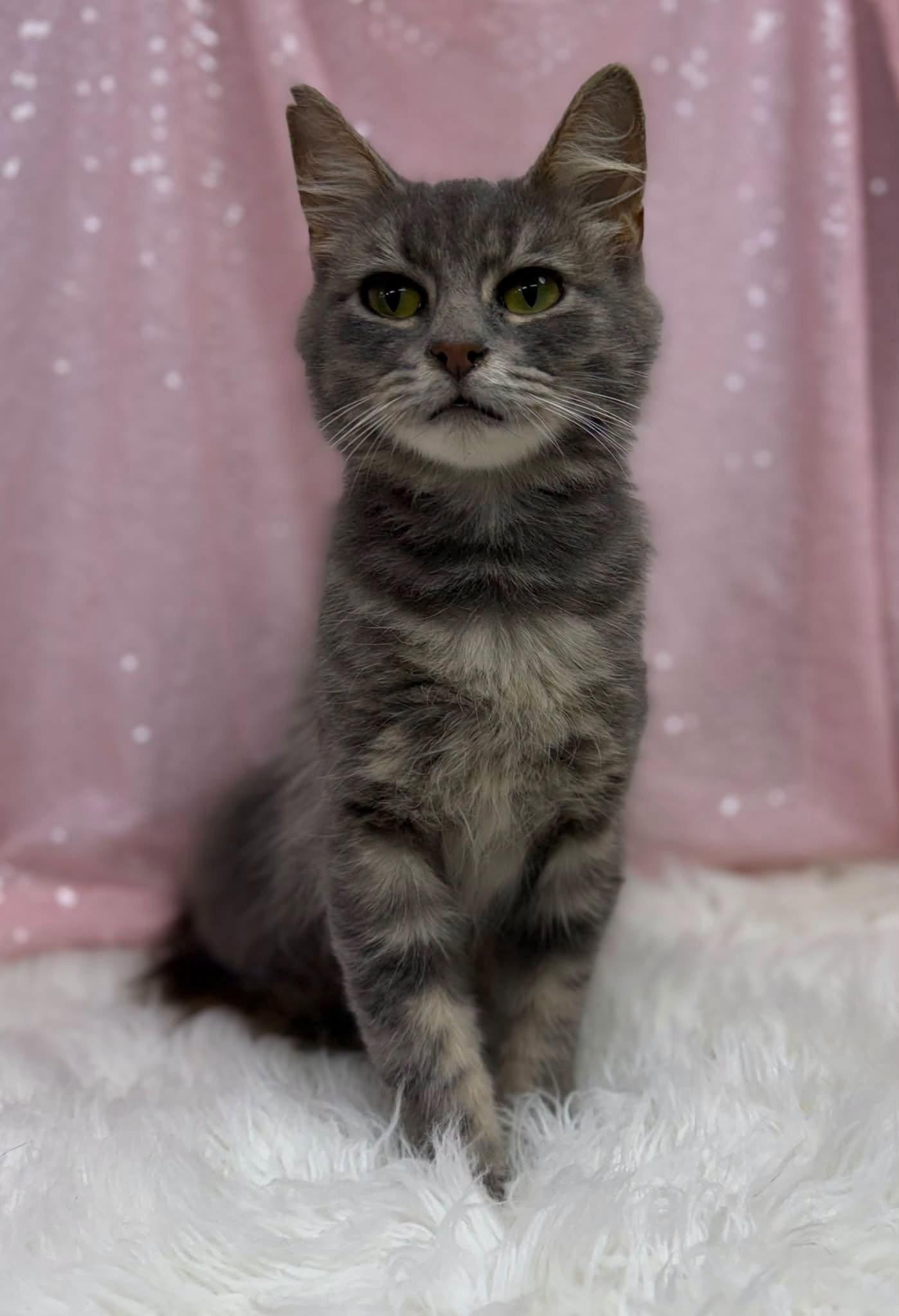 Enlarge Julie, a Adoptable Domestic Medium Hair in Clarkesville, GA image 2/2