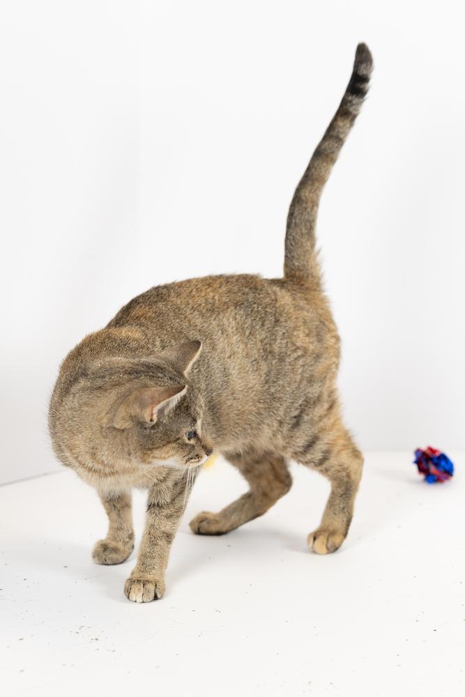 Enlarge Foxy, a ADOPTABLE Tabby in Blair, NE image 2/2