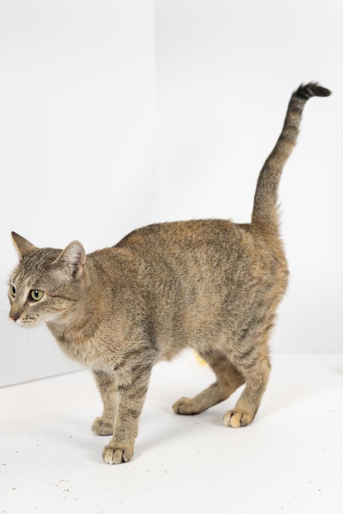 Enlarge Foxy, a ADOPTABLE Tabby in Blair, NE image 1/2