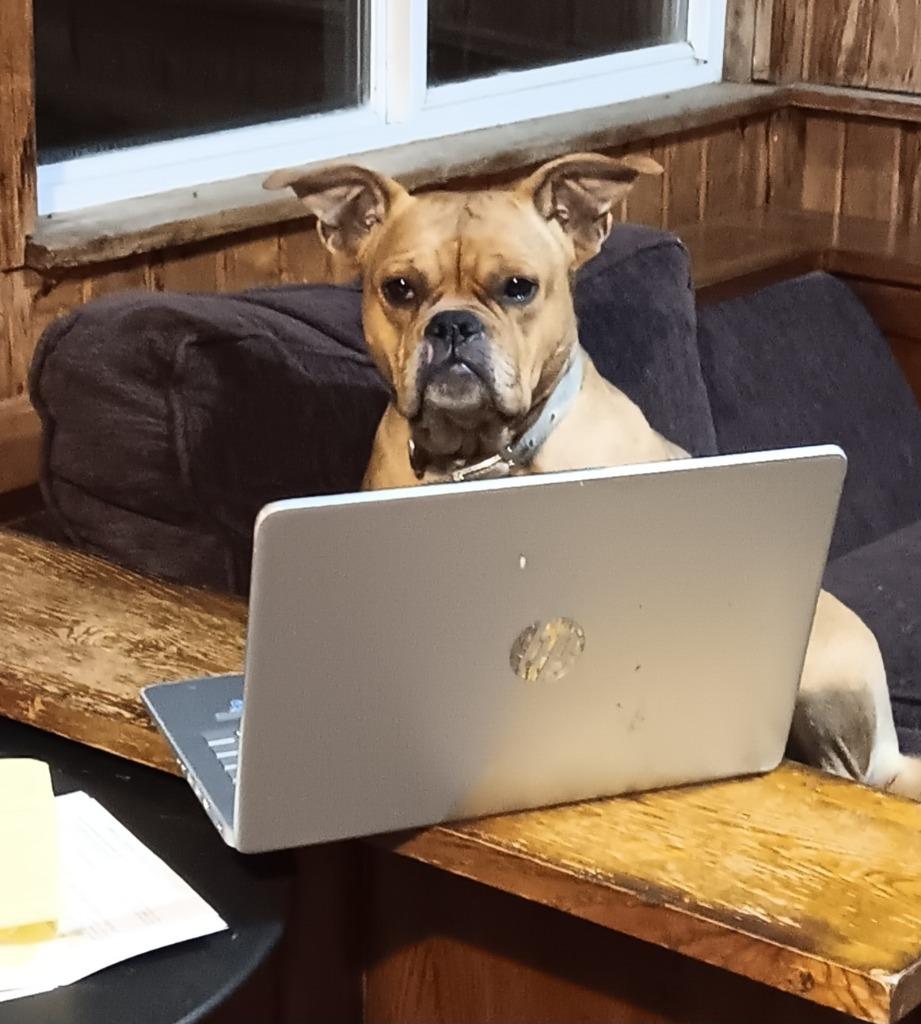 Mandy, Adoptable, Adult Female French Bulldog & Terrier.