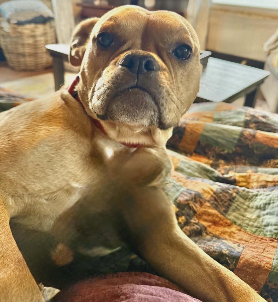 Mandy, a Adoptable mixed breed in Saint James, MN image 2/3