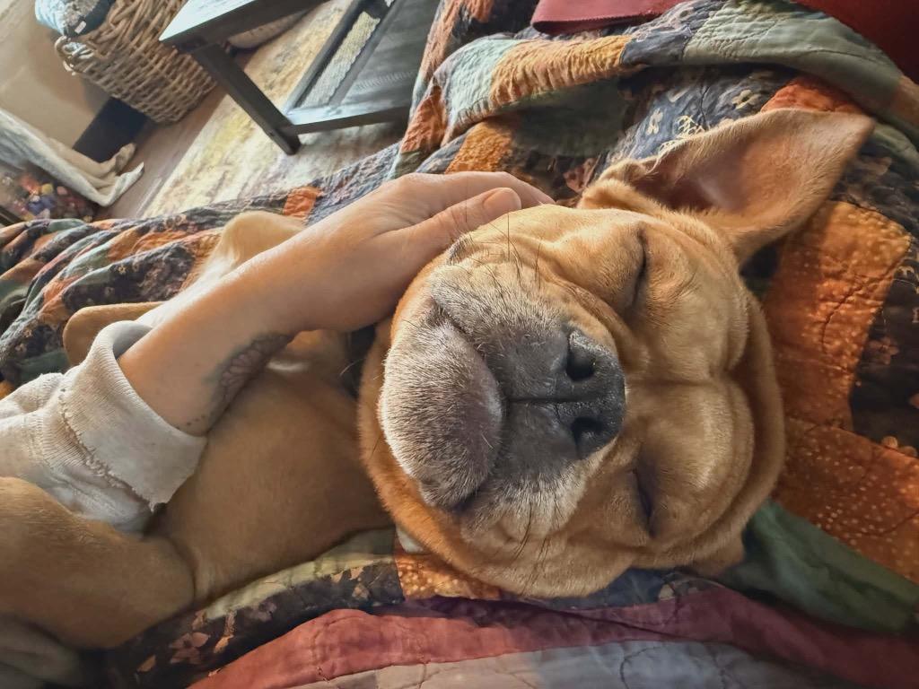 Mandy, a Adoptable mixed breed in Saint James, MN image 3/3