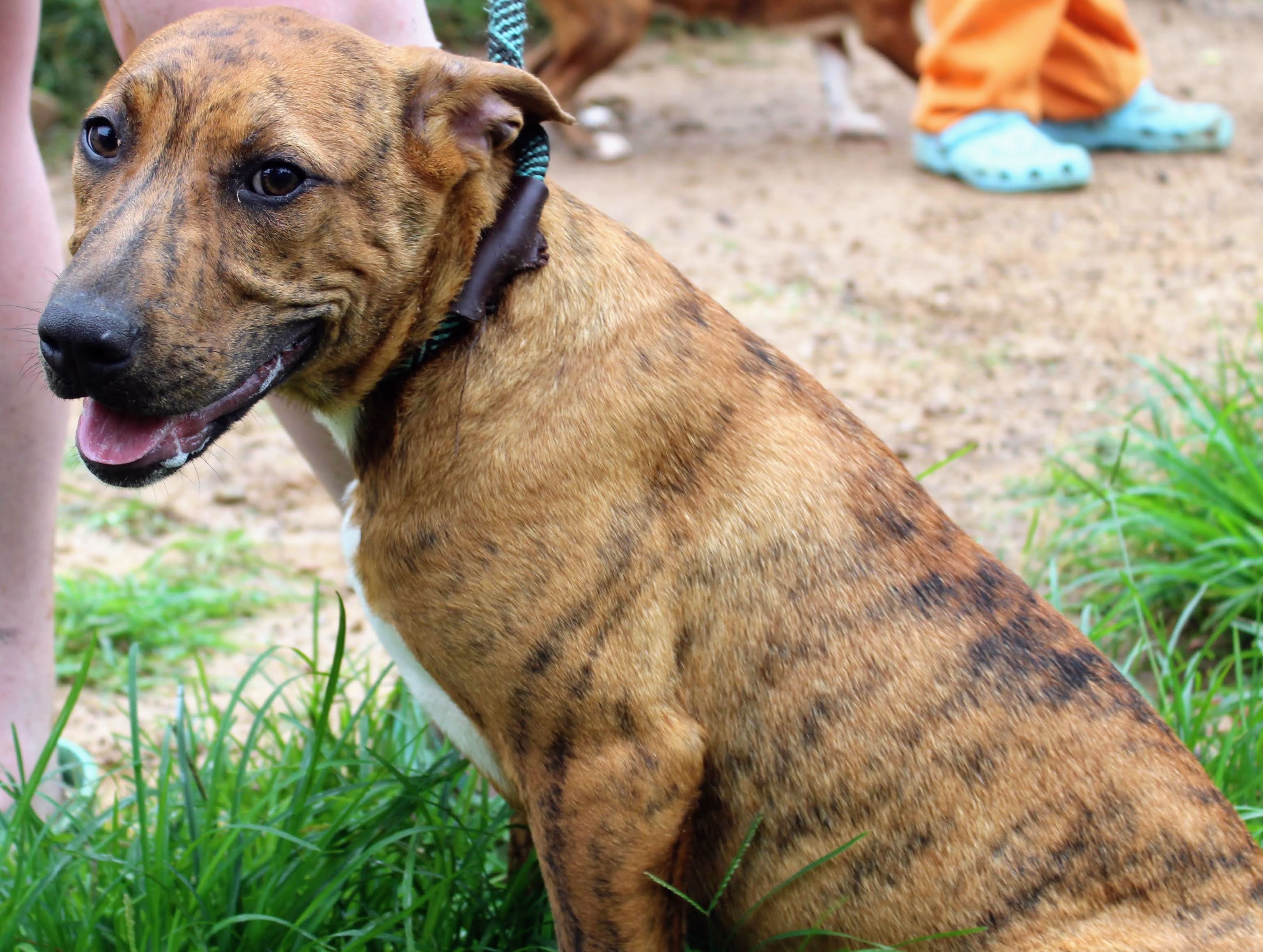 Taz, a Adoptable mixed breed in Jacksonville, TX image 3/4