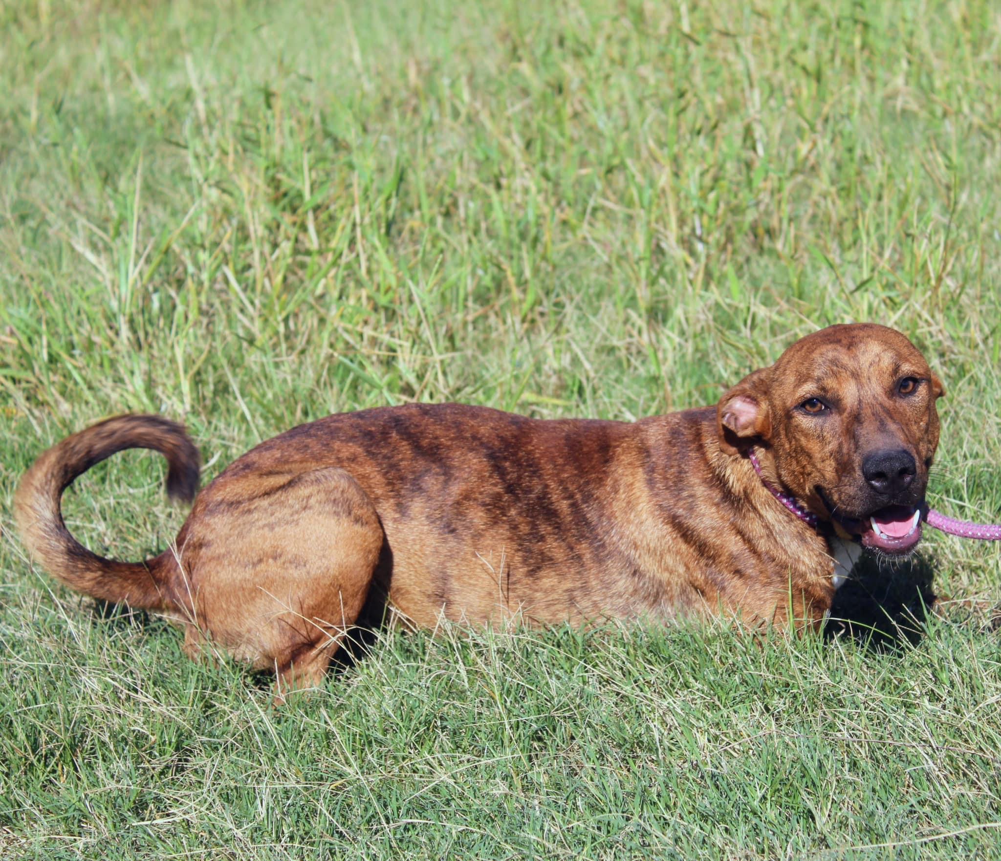 Taz, a Adoptable mixed breed in Jacksonville, TX image 2/4