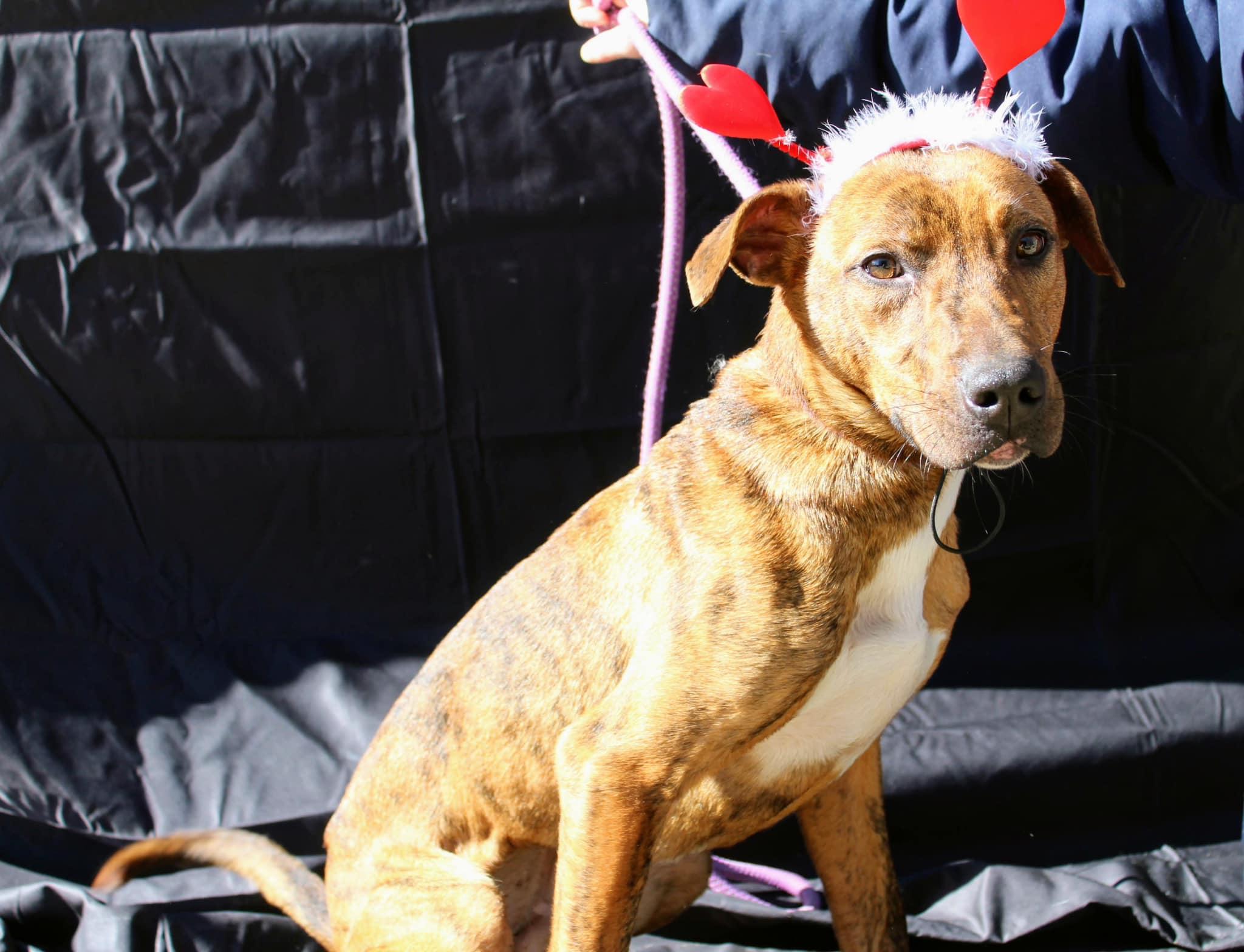 Taz, Adoptable, Young Male Mountain Cur & Terrier.