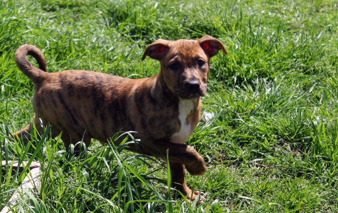 Taz, a Adoptable mixed breed in Jacksonville, TX image 4/4