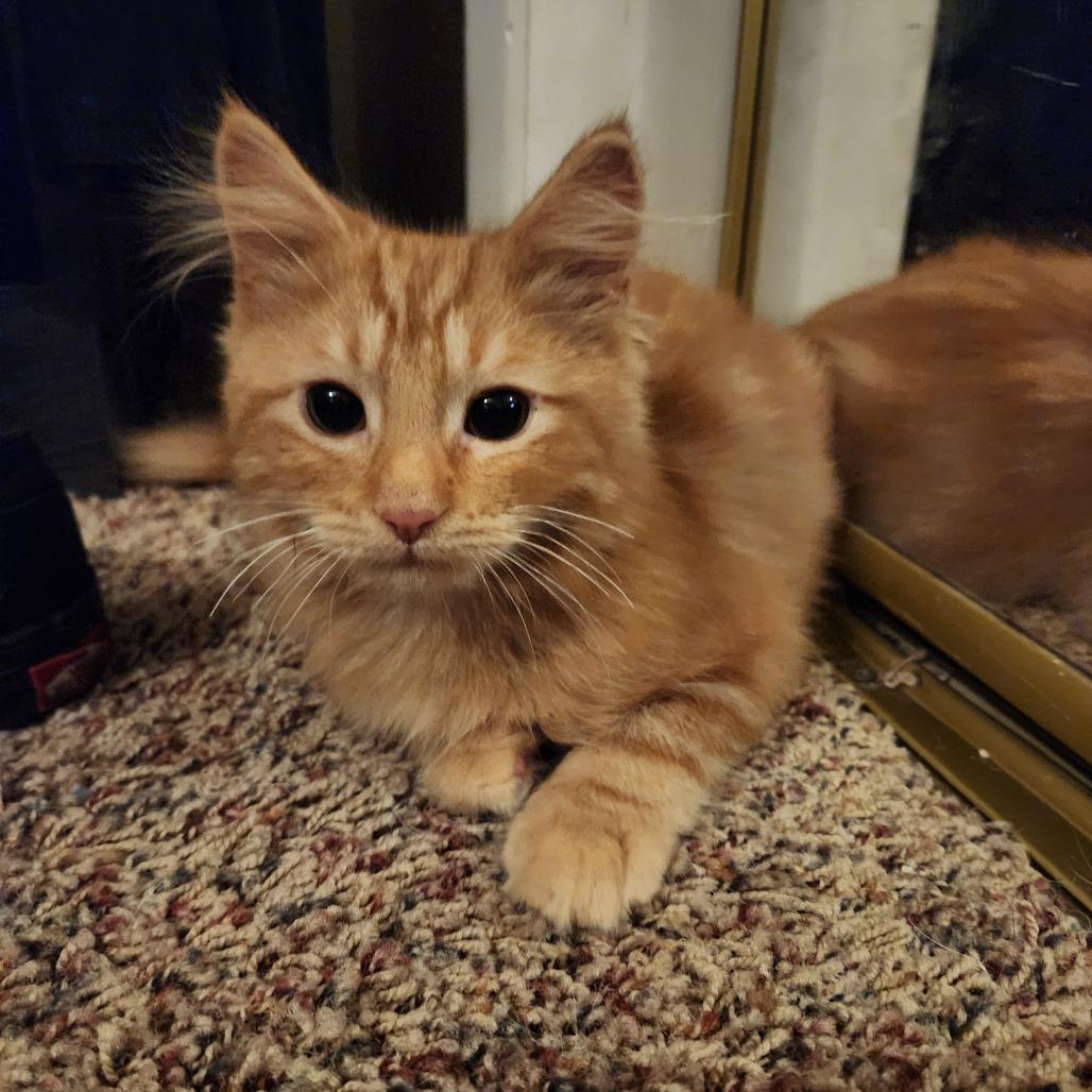 Enlarge Fox, a Adoptable Domestic Long Hair in Talent, OR image 1/2