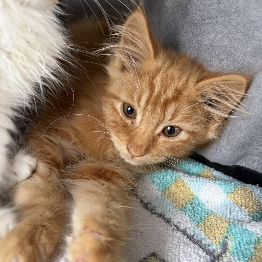 Enlarge Fox, a Adoptable Domestic Long Hair in Talent, OR image 2/2