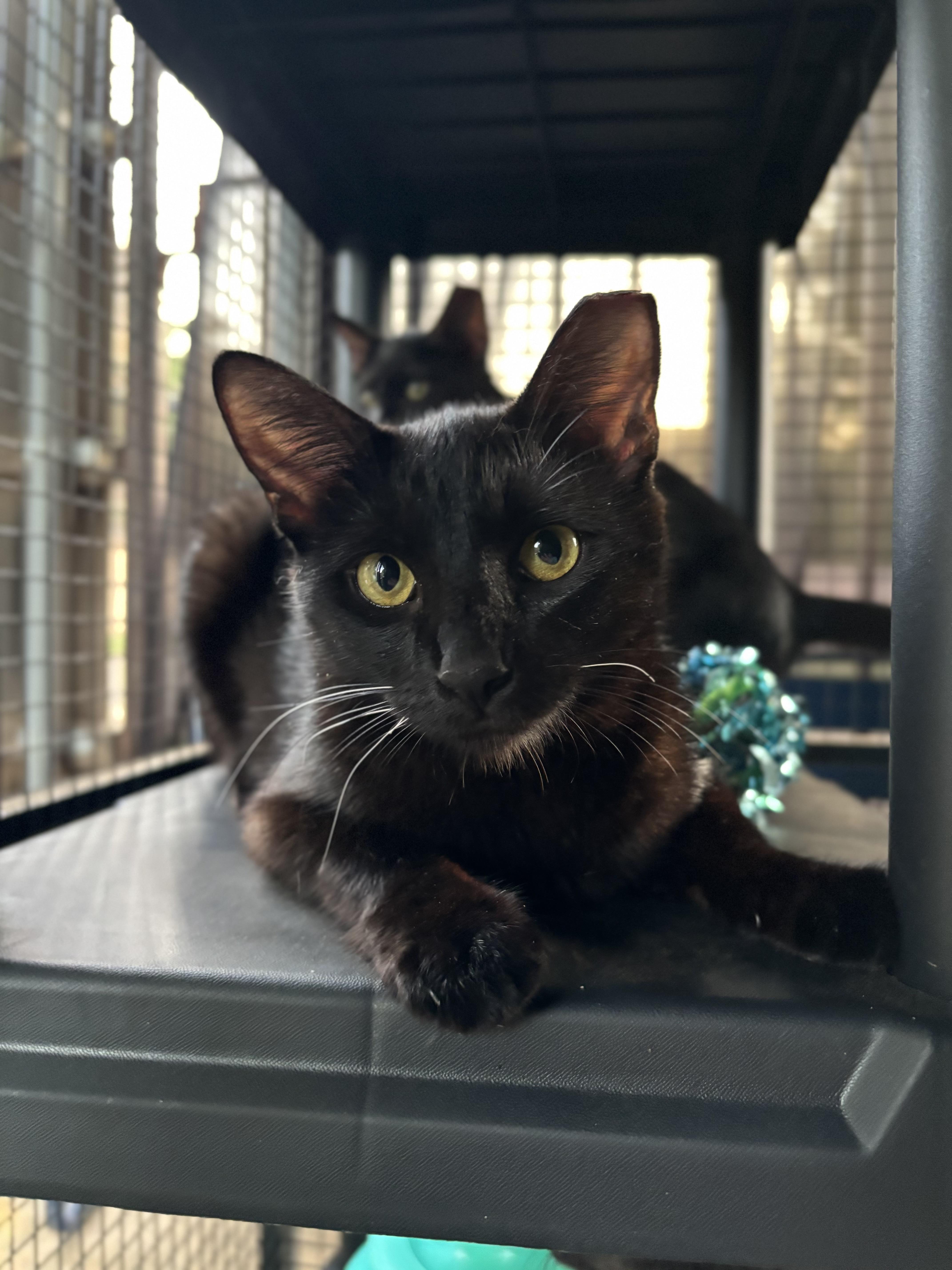 Gladys, an adoptable Domestic Short Hair in Lubbock, TX, 79490 | Photo Image 1