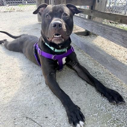 Buddy, Adoptable, Young Male Pit Bull Terrier & Mixed Breed.