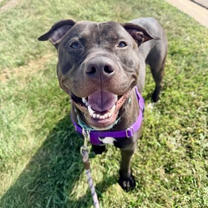 Enlarge Buddy, a Adoptable mixed breed in Wheaton, IL image 2/3