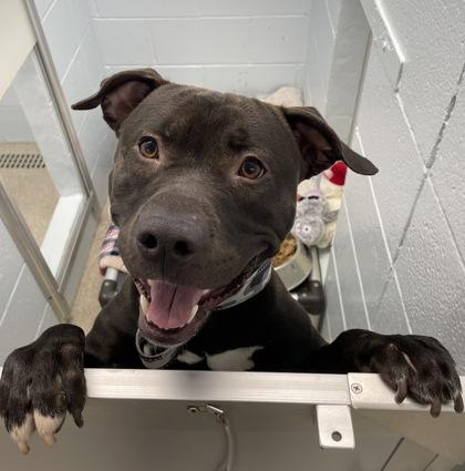 Enlarge Buddy, a Adoptable mixed breed in Wheaton, IL image 3/3