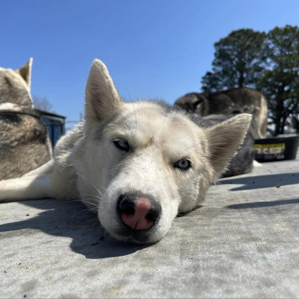 Leela, Adoptable, Adult Female Husky.