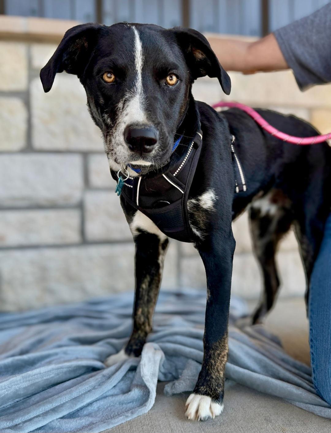 Jerry, adoptable, Young Male Mixed Breed.