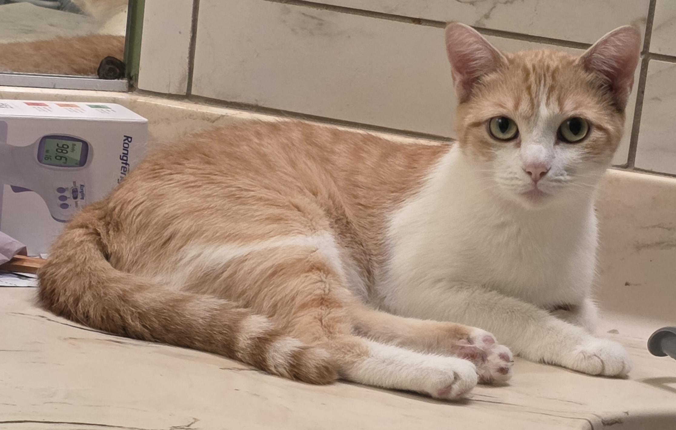 Daria, Adoptable, Adult Female Domestic Short Hair.
