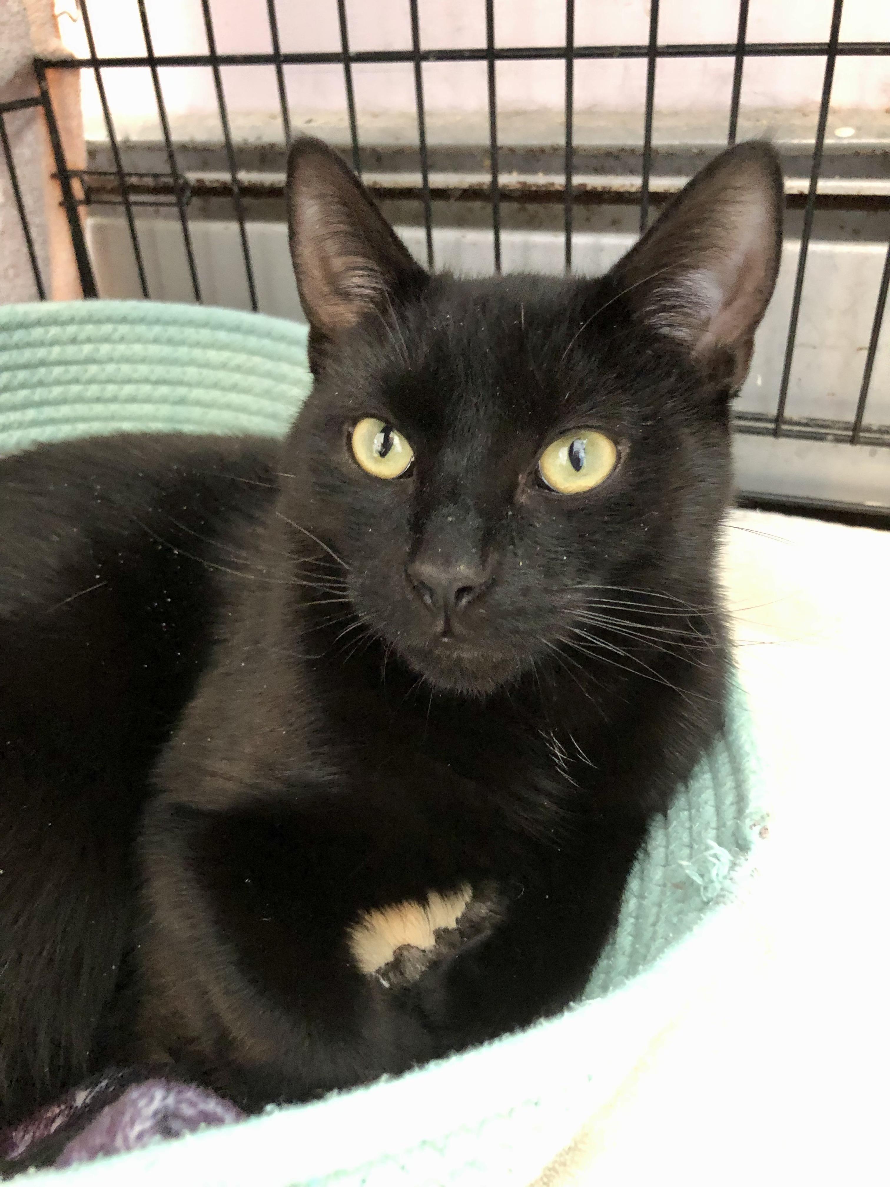 Enlarge Funyun, an adopted Domestic Short Hair in Salisbury, MA image 5/6