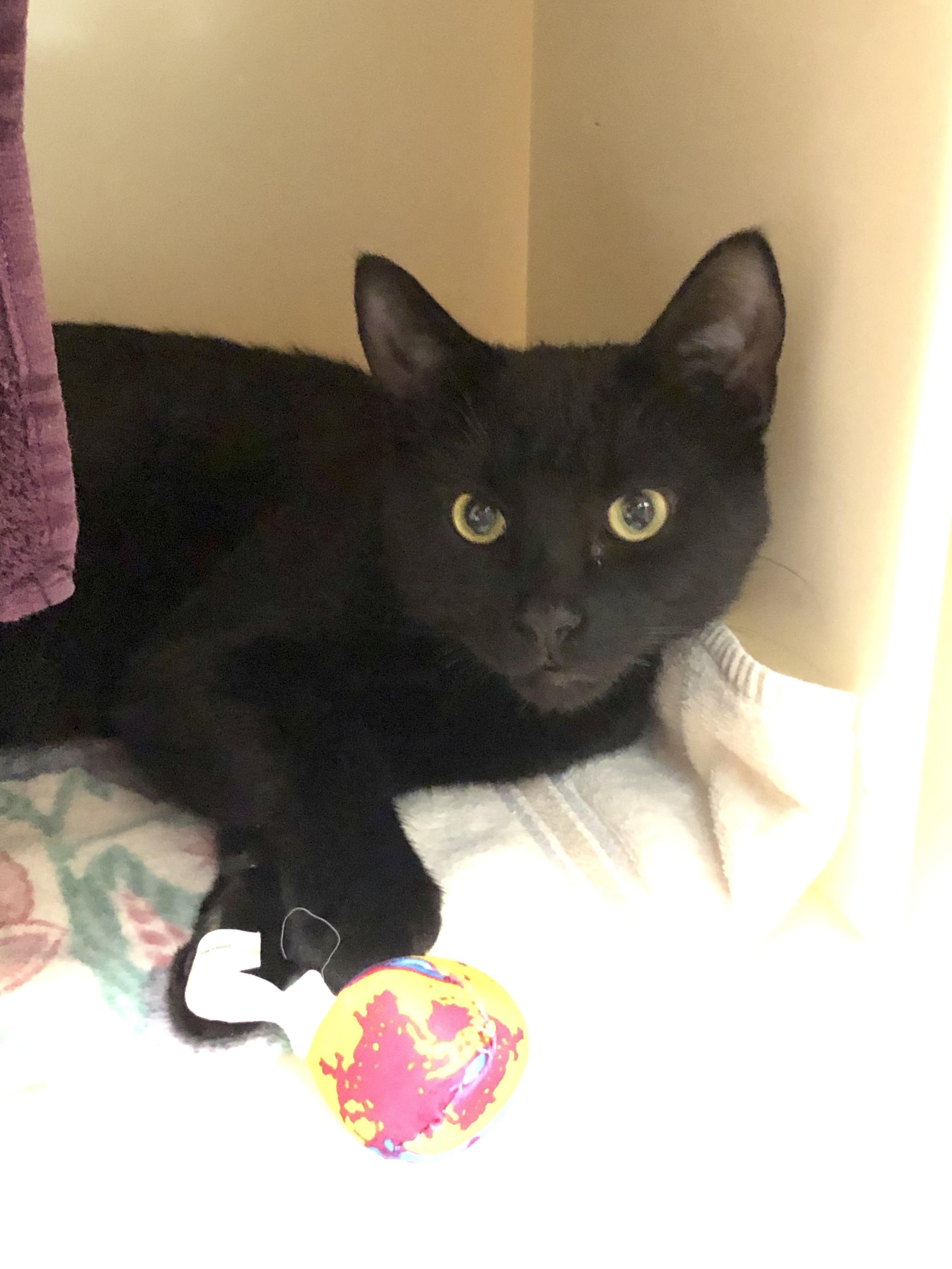 Enlarge Funyun, a ADOPTABLE Domestic Short Hair in Salisbury, MA image 3/3