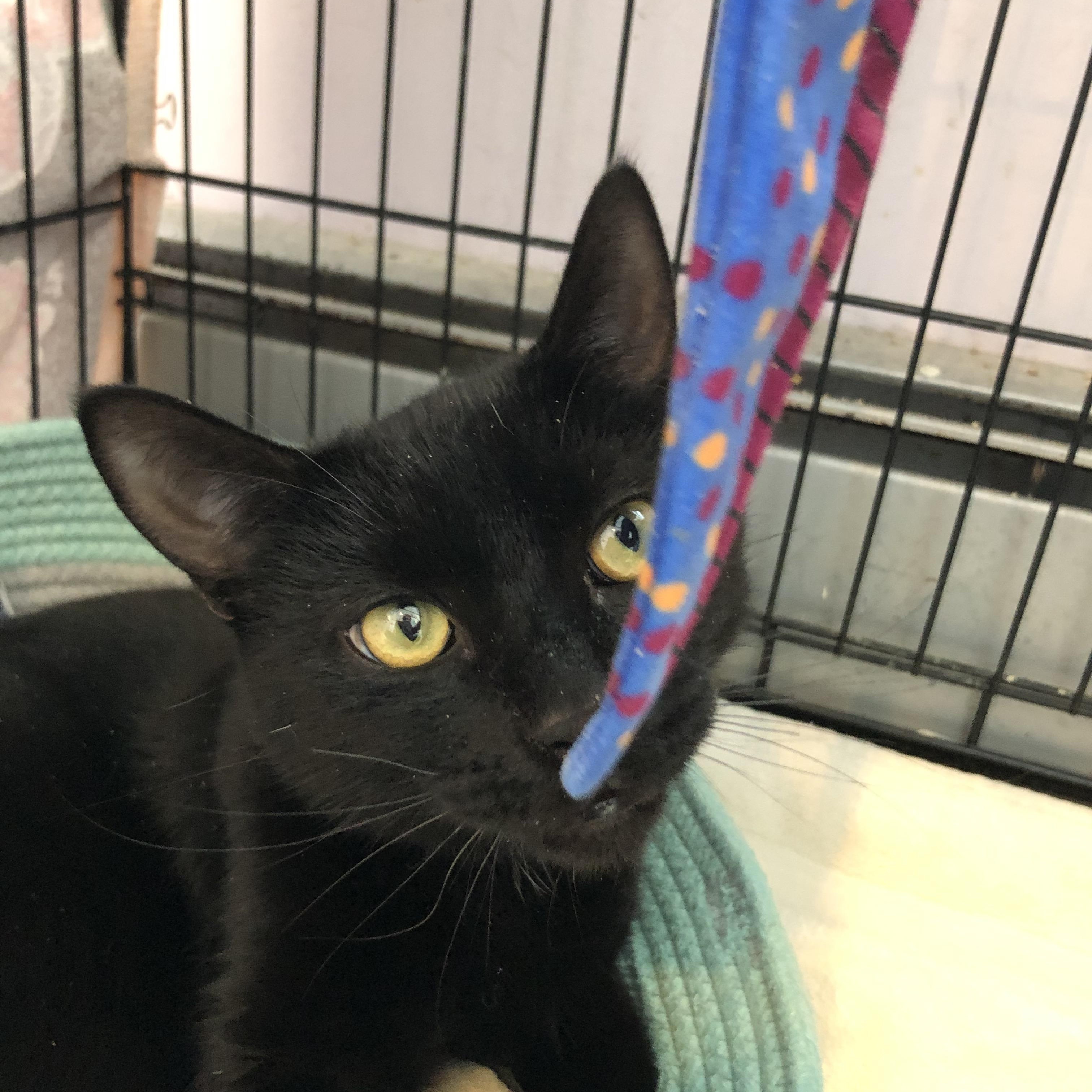 Enlarge Funyun, an adopted Domestic Short Hair in Salisbury, MA image 3/6