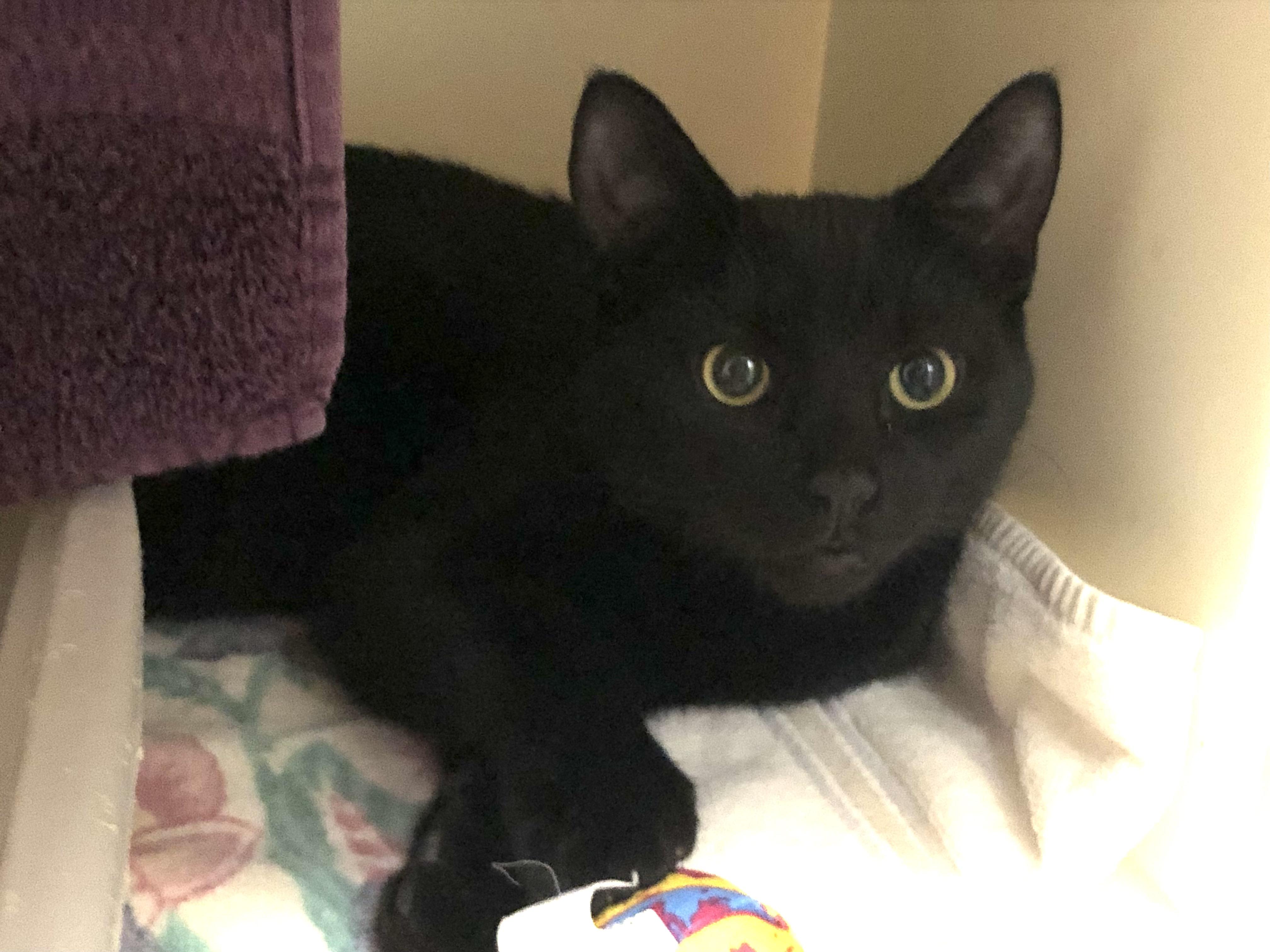 Enlarge Funyun, a ADOPTABLE Domestic Short Hair in Salisbury, MA image 2/3