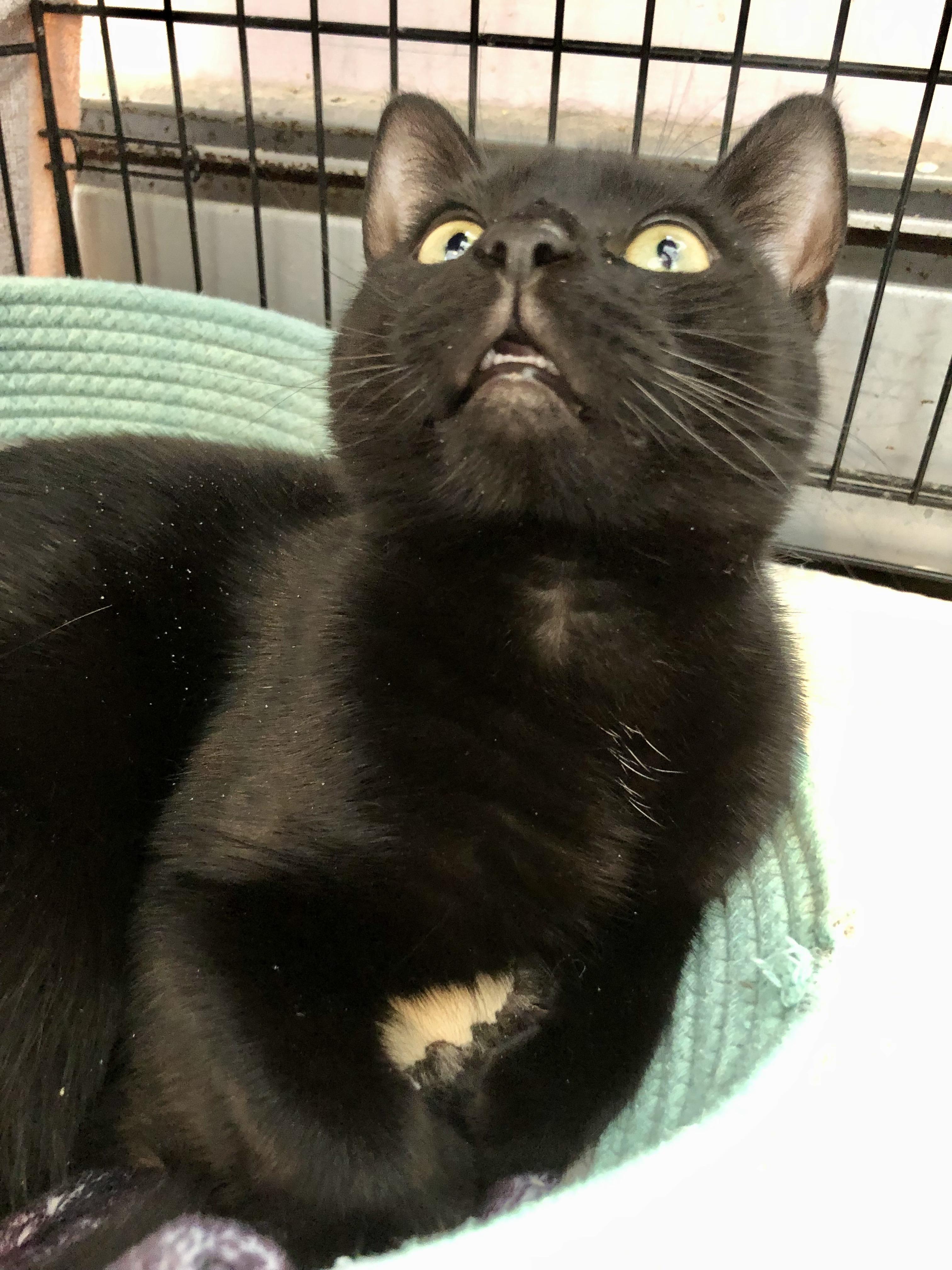 Funyun, ADOPTABLE, Adult Male Domestic Short Hair.