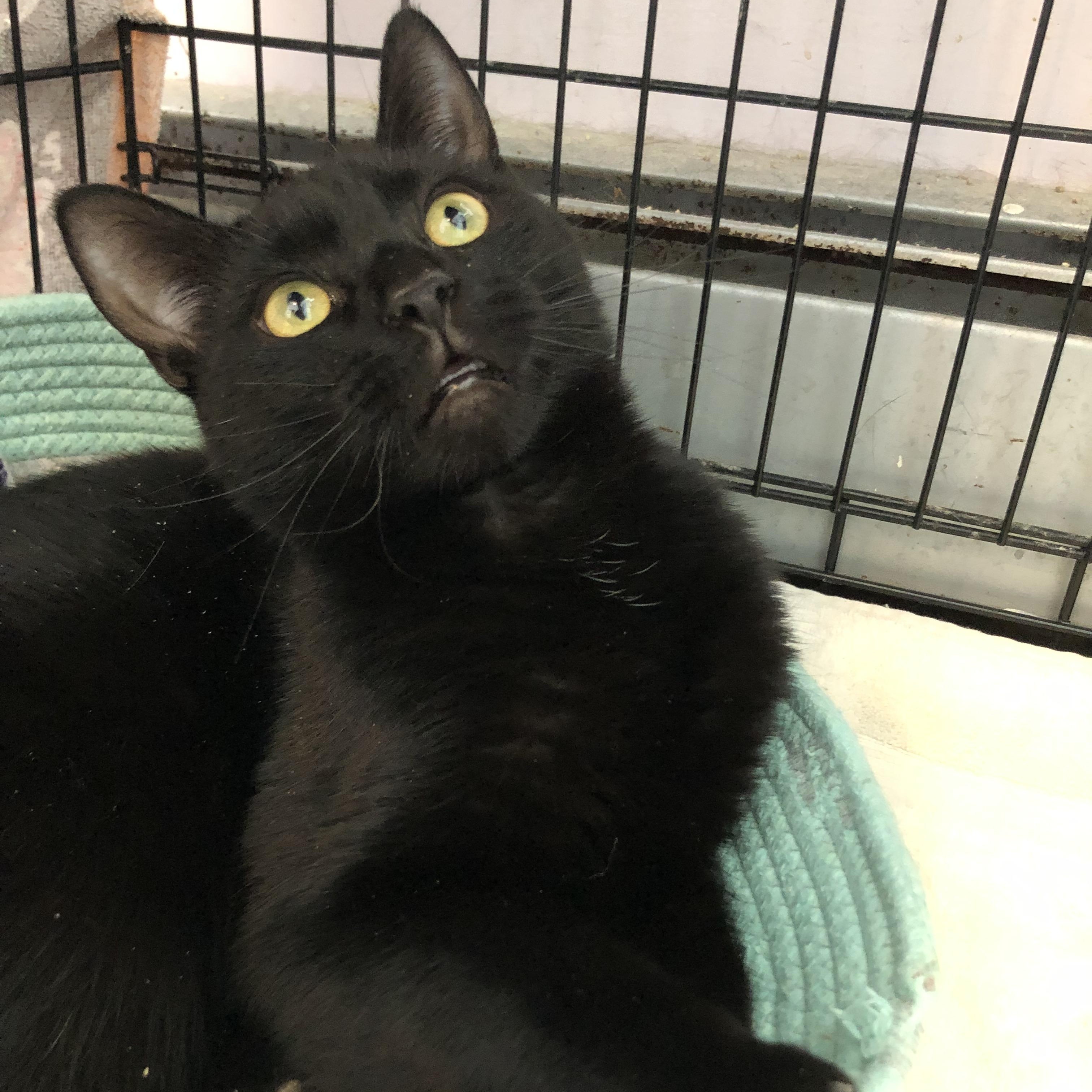 Enlarge Funyun, an adopted Domestic Short Hair in Salisbury, MA image 6/6