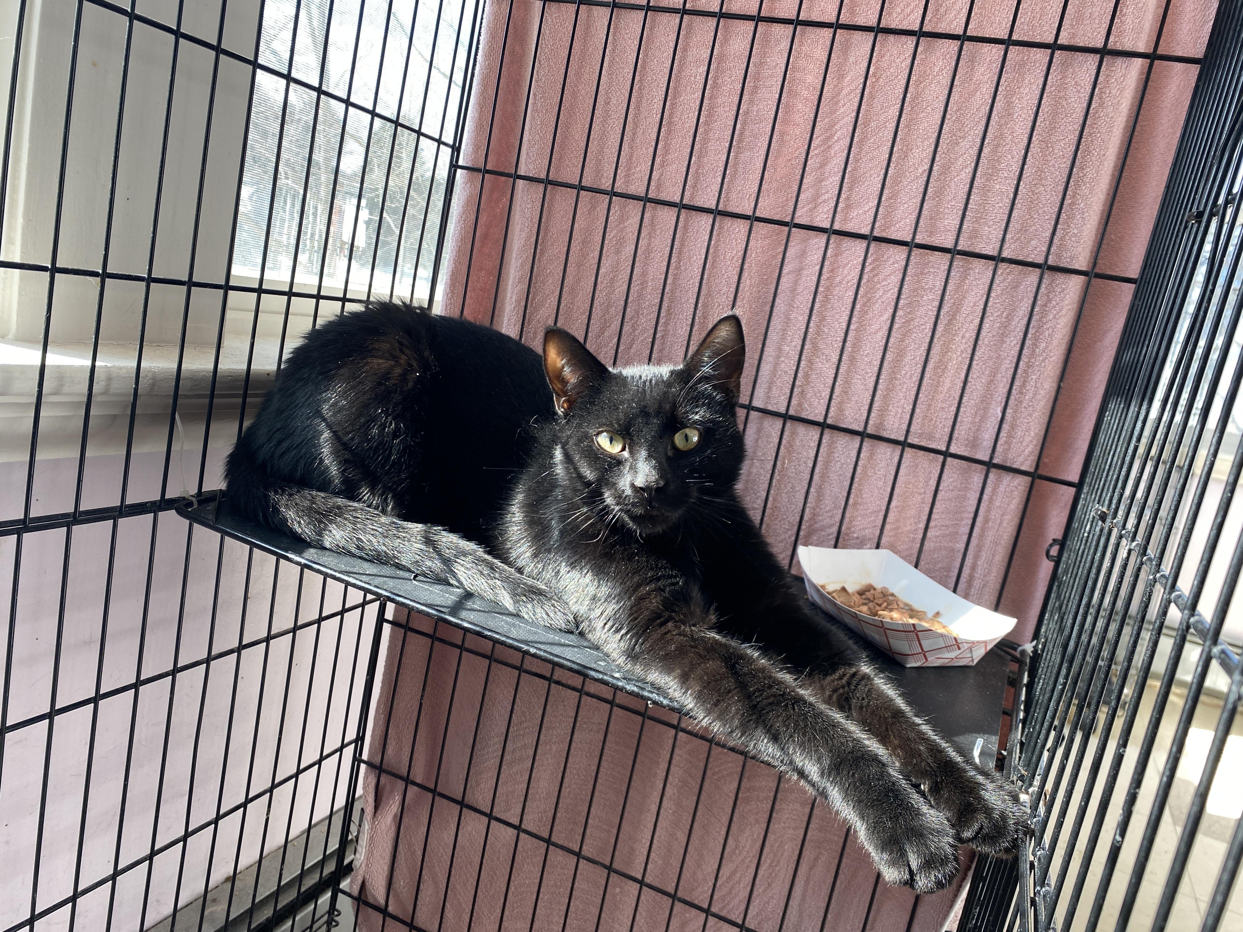 Enlarge Funyun, a ADOPTABLE Domestic Short Hair in Salisbury, MA image 1/3