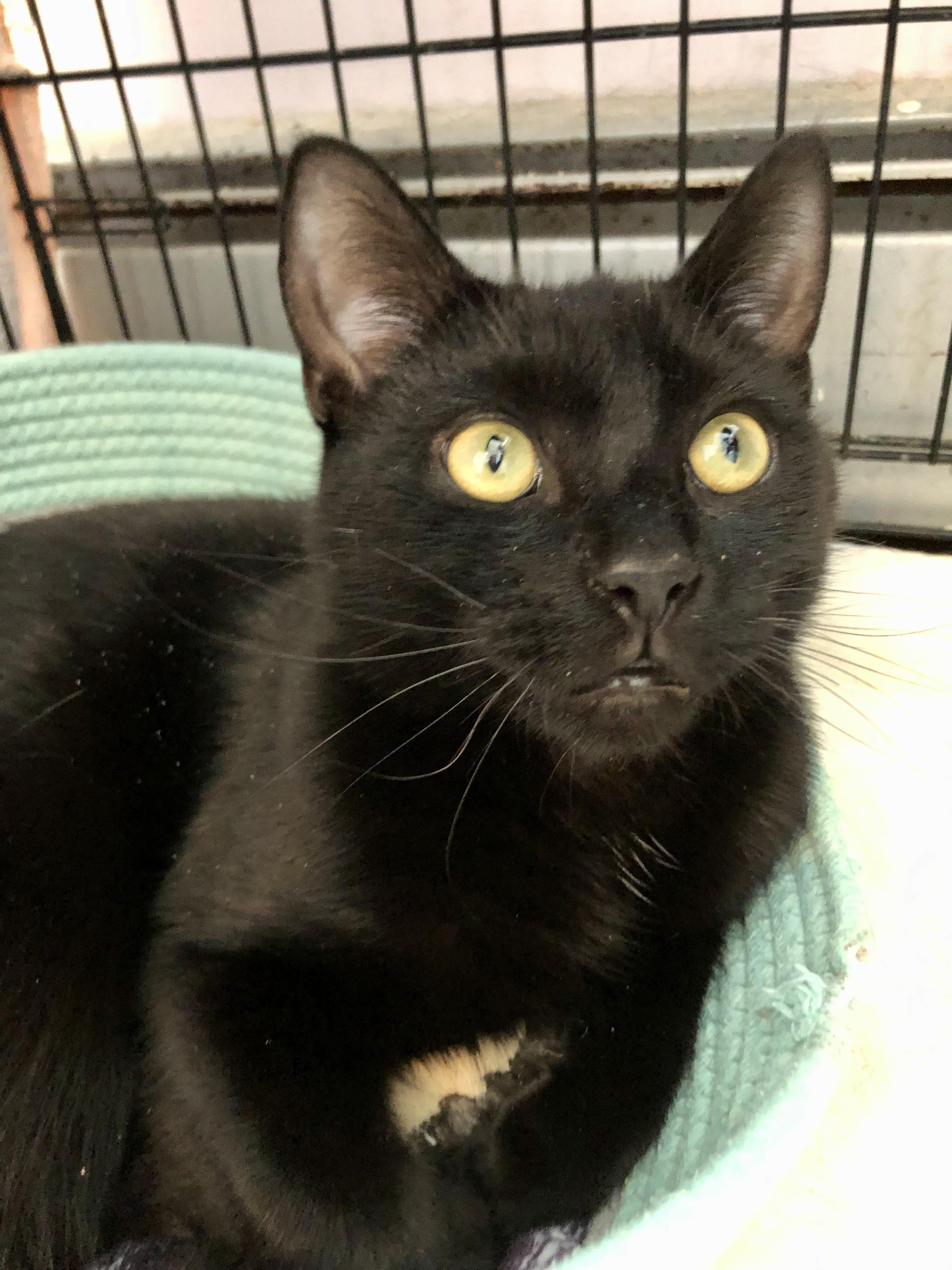 Enlarge Funyun, an adopted Domestic Short Hair in Salisbury, MA image 2/6