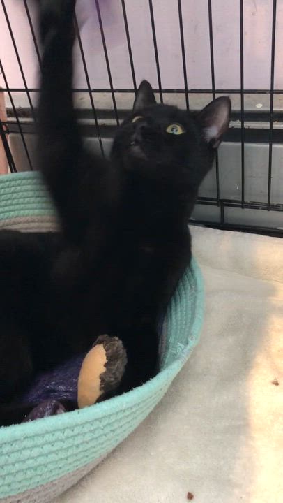 Enlarge Funyun, an adopted Domestic Short Hair in Salisbury, MA video 4/6