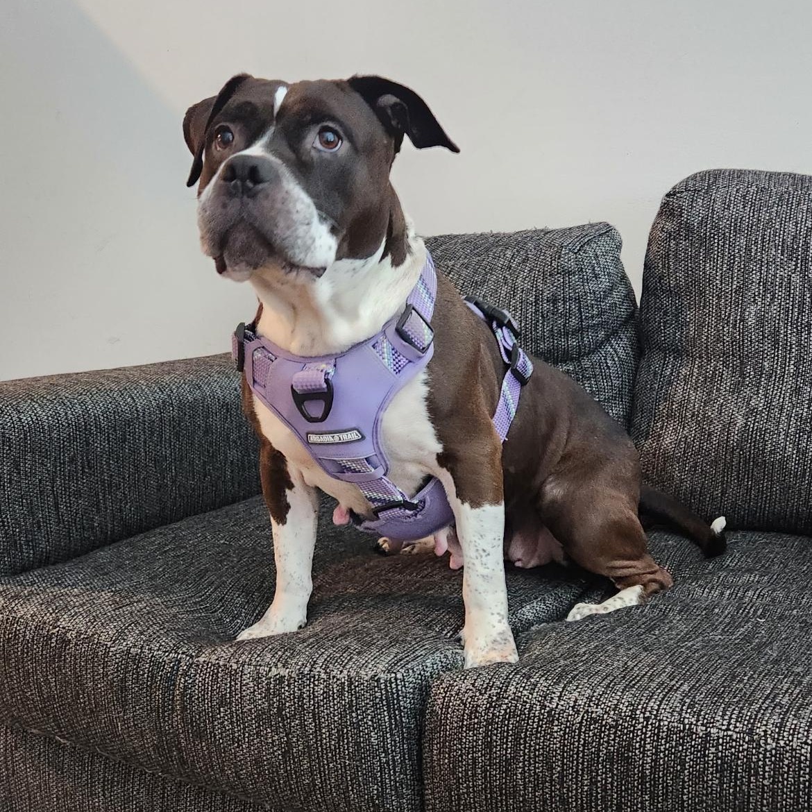 Remi Paw, a Adoptable mixed breed in Philadelphia, PA image 6/6