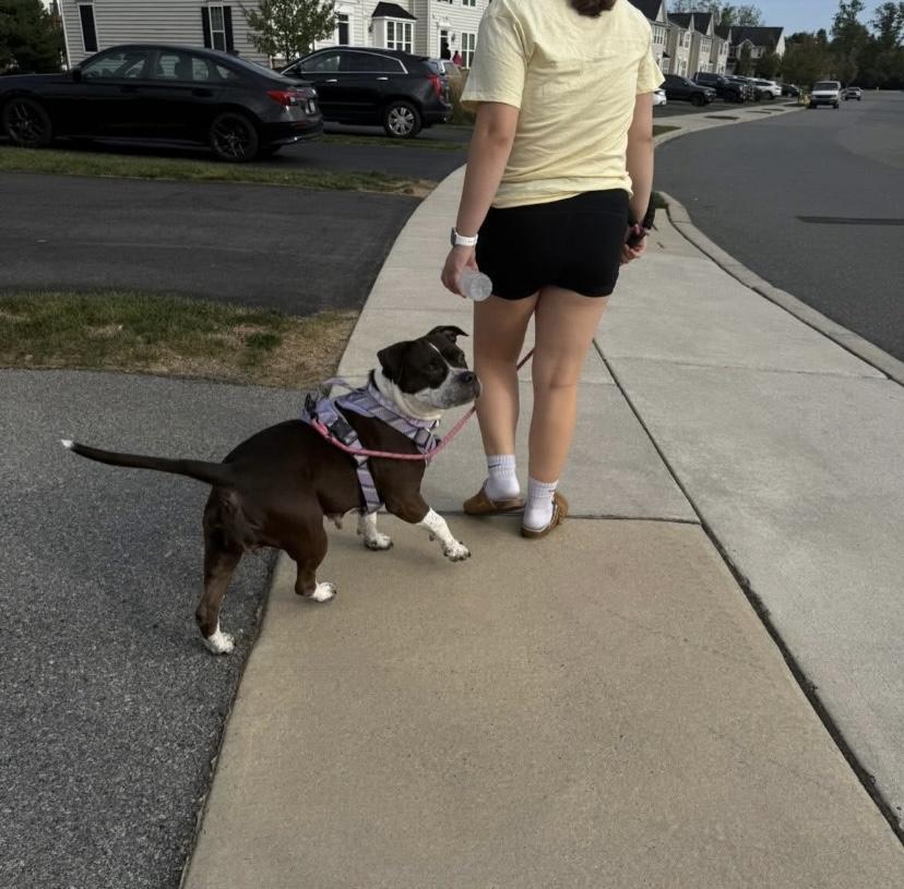 Remi Paw thumbnail 3