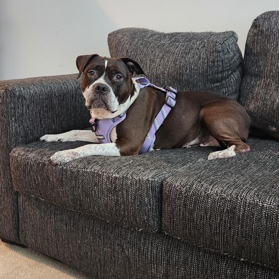 Remi Paw, a Adoptable mixed breed in Philadelphia, PA image 5/6