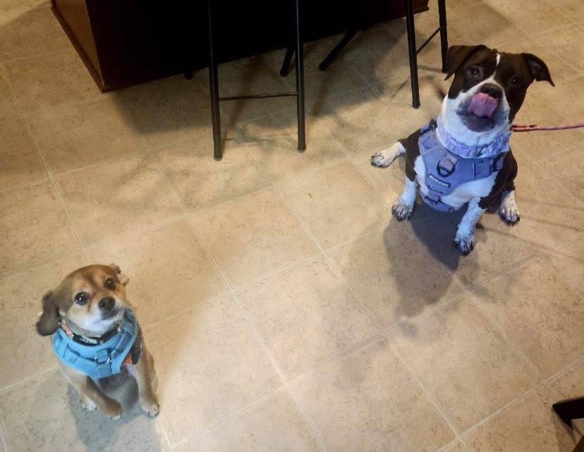 Remi Paw thumbnail 5