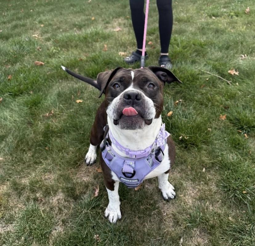 Remi Paw, a Adoptable mixed breed in Philadelphia, PA image 3/6