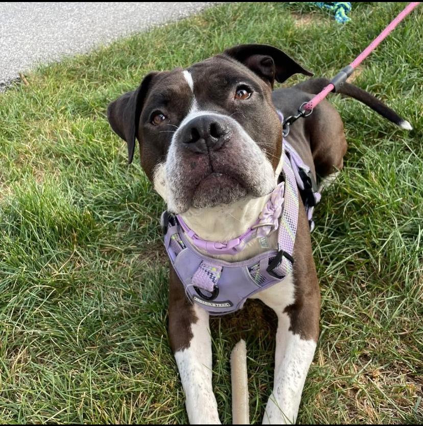 Remi Paw, Adoptable, Adult Female American Staffordshire Terrier & Pit Bull Terrier.