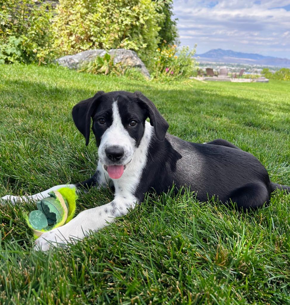 Stevens, Adoptable, Puppy Male Border Collie & Hound.