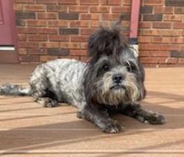 Legend- Foster Needed, Adoptable, Adult Male Shih Tzu & Maltipoo.