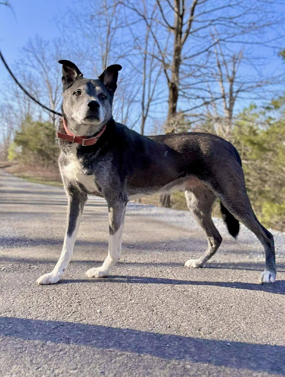 JACK, ADOPTABLE, Senior Male Husky.